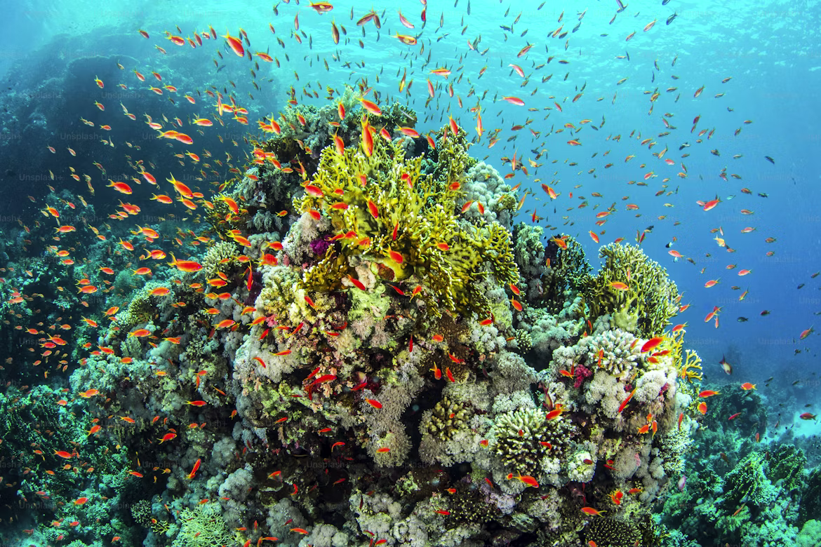 sharm4
